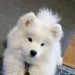 Felicity  - Samoyed