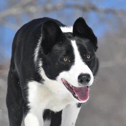 Peter - Border Collie puppy in Strafford, Vermont from Thundering Paws Farm