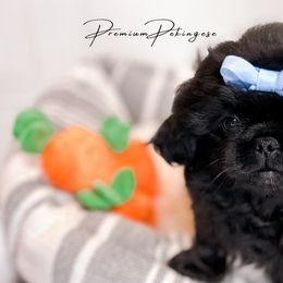 Calvin - Black Pekingese puppy in Florida from Premium Pekingese