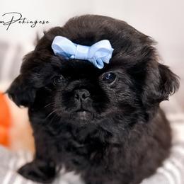 Calvin - Black Pekingese puppy in Florida from Premium Pekingese