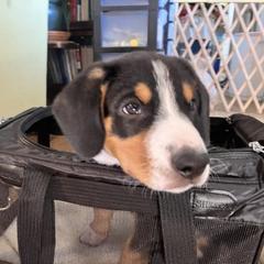 Entlebucher Mountain Dog Puppies from Ironclad
