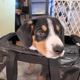 Entlebucher Mountain Dog Puppies from Ironclad