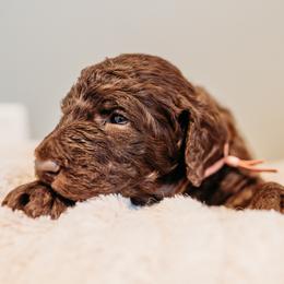 Ella Fitzgerald - Chocolate female Labradoodle puppy in Orange, Virginia from Hillcrest Labradoodles