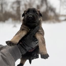 Belgian Malinois and German Shepherd Puppies from Abenteurer German Shepherds & Belgian Malinois