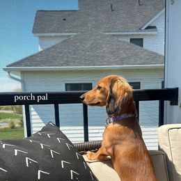 Dachshund All Grown Up from Scarletson Dachshunds