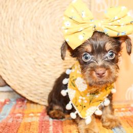 Dottie - Chocolate and tan female Yorkshire Terrier puppy in Hugo, Oklahoma from Ann R.