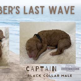 Captain - Red  male Goldendoodle puppy in Inez, Texas from Heavenly H Doodles