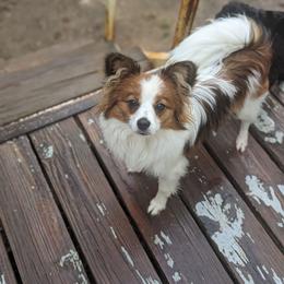 Ariel - Papillon