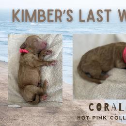 Coral - Apricot female Goldendoodle puppy in Inez, Texas from Heavenly H Doodles