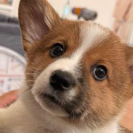 Pembroke Welsh Corgis from J&S Corgi