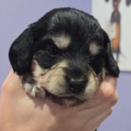 Black and Cream female white paws - Black and cream female Dachshund puppy in Fulton, Missouri from New Hope Dachshund Puppies