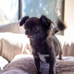 Raven - Black female Chihuahua puppy in El Sobrante, California from Dolce Coco Chihuahuas