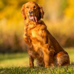 Winnie - Golden Retriever