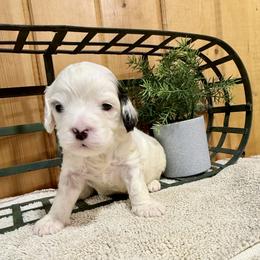Boy 2 - White male Cavapoo puppy in Bloomfield, Iowa from Schooley Doodles