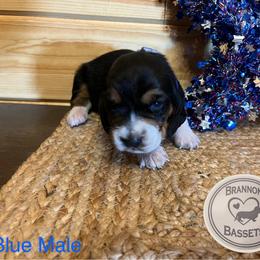 Big boy Blue - Black brown and white male Basset Hound puppy in Chipley, Florida from Brannon Bassets