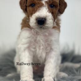 Oscar-Petite - Parti male Goldendoodle puppy in Milford, Indiana from Railway Acres Kennel