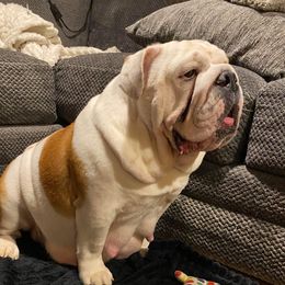 Meschach - Bulldog