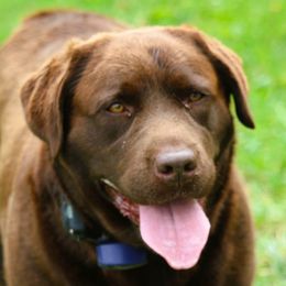 Rose - Labrador Retriever