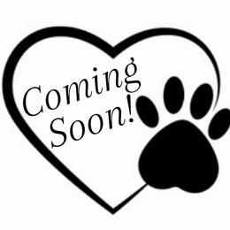 Boy 5 - Apricot male Maltipoo puppy in Southern,, California from Maltipoo Tiny Pups & More