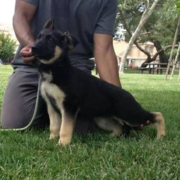 German Shepherd Puppies from Ca-She Shepherds