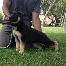 German Shepherd Puppies from Ca-She Shepherds