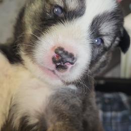 Dark Blue - Black and white male Siberian Husky puppy in Swansea, Illinois from Husky B's