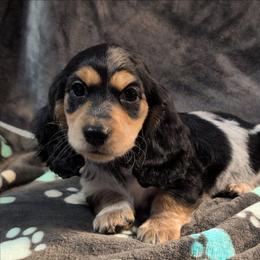 Solomon the Black and Tan Piebald Boy - Piebald male Dachshund puppy in Pelion, South Carolina from Doitsujin Dachshunds