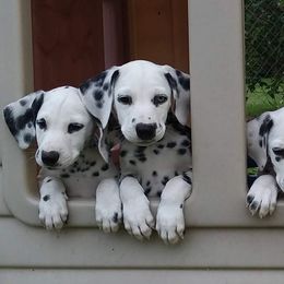 Dalmatians from Spotty Shenanigans Dalmatians