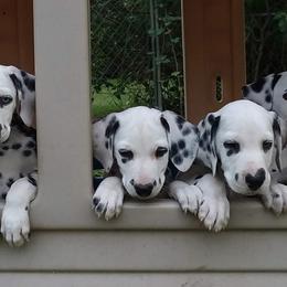 Dalmatians from Spotty Shenanigans Dalmatians