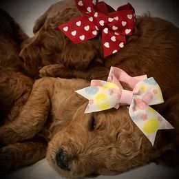 Poodle Puppies from Prissy Pants Poodles LLC