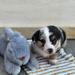 Chip - Blue merle and white male American Corgi puppy in Nortonville, Kansas from Low Riders Corgis & Mini Aussies