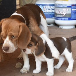 Beagle Puppies from Parmelee Beagles
