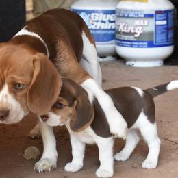 Beagle Puppies from Parmelee Beagles