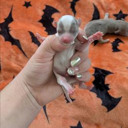 Baxter - Blue and white male Chihuahua puppy in Amity, Pennsylvania from Baxters Chihuahuas