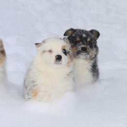 Australian Shepherd Puppies from T4 Australian Shepherds