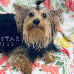 Narcy - Yorkshire Terrier