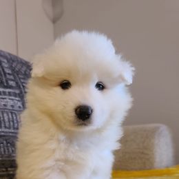 Samoyed Puppies from Hill Country Samoyeds