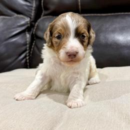 Biscoff - Brown merle male Aussiedoodle puppy in Heber City, Utah from Junipersdoodles
