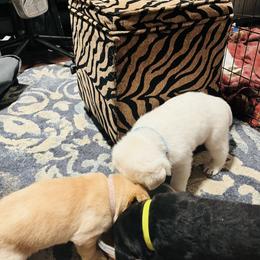 Labrador Retriever and Pembroke Welsh Corgi Puppies from Burress Family Farm and Kennels
