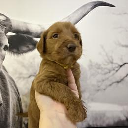 Nia-yellow - Red  female Goldendoodle puppy in Bogue Chitto, Mississippi from Valentine Kennels