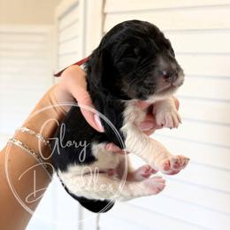 Red - Tri-color male Bernedoodle puppy in Rockwall, Texas from Glory Doodles