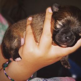Labrador Retriever and Pomeranian Puppies from Endure Farm Inc
