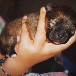 Labrador Retriever and Pomeranian Puppies from Endure Farm Inc