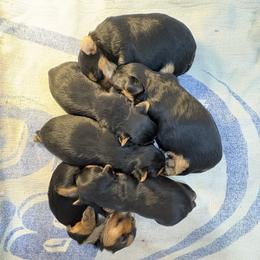 Rosie - Blue and gold female Yorkshire Terrier puppy in Portland, Oregon from Bohemian Beauty Yorkshire Terrier