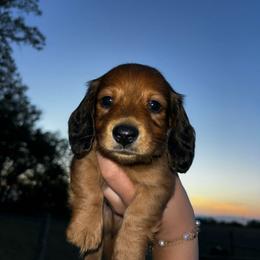 Phillip-AKC . PRA clear - Red male Dachshund puppy in Dover, Oklahoma from Freckles and Furballs