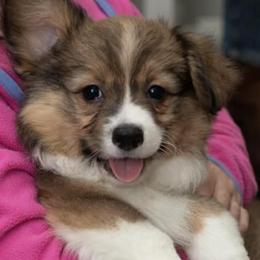 Pembroke Welsh Corgis from Mountain Meadow Farm