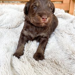 Bernedoodle Puppies from Boutique Bernedoodles & Co.