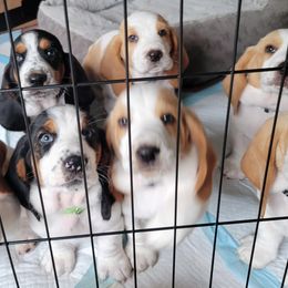 Basset Hound Puppies from Baggy Butt Bassets