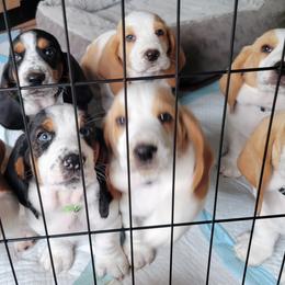 Basset Hound Puppies from Baggy Butt Bassets