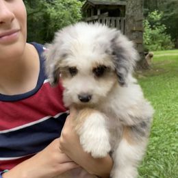 Aussiedoodle Puppies from Hearth&Hound Doodles